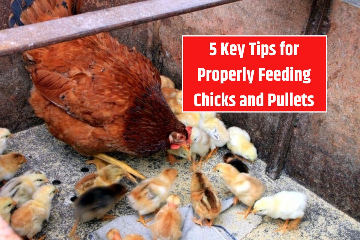 5 Key Tips for Properly Feeding Chicks and Pullets