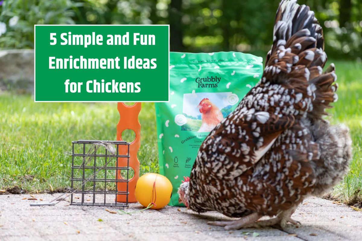 5 Simple and Fun Enrichment Ideas for Chickens