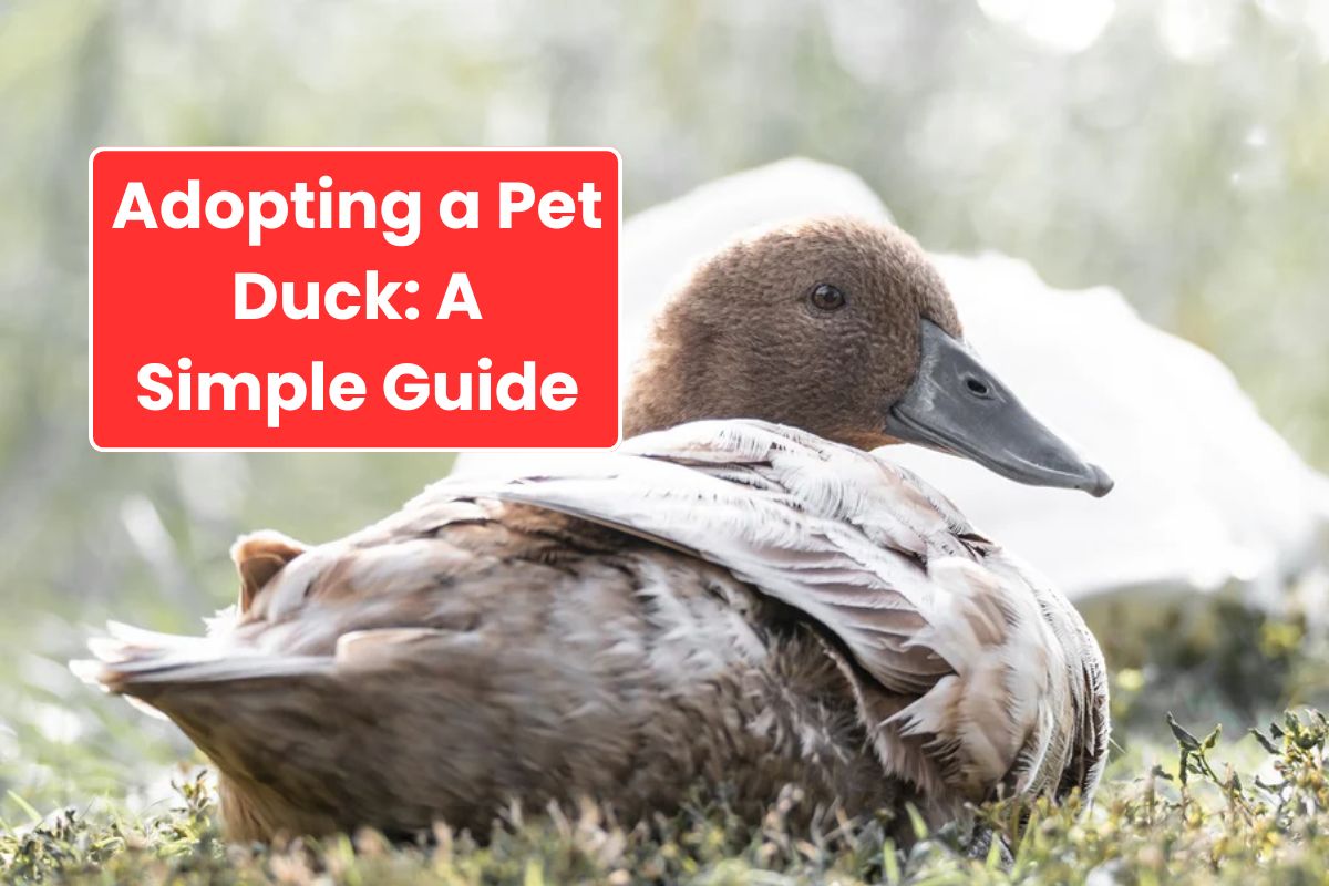 Adopting a Pet Duck A Simple Guide