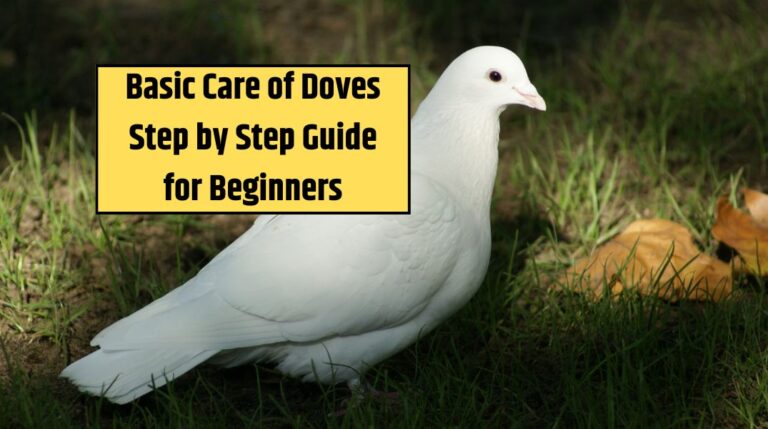 Basic Care of Doves - Step by Step Guide for Beginners