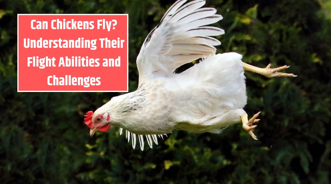 Can Chickens Fly Understanding Their Flight Abilities and Challenges