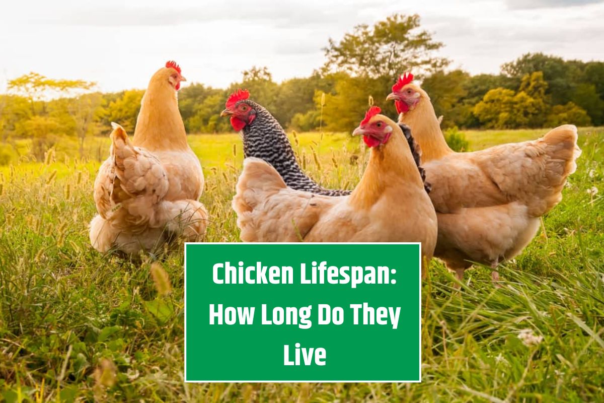 Chicken Lifespan How Long Do They Live