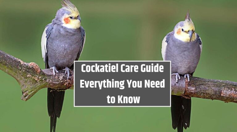 Cockatiel Care Guide Everything You Need to Know