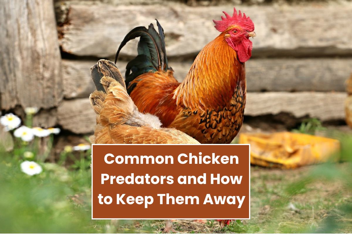 Common Chicken Predators and How to Keep Them Away