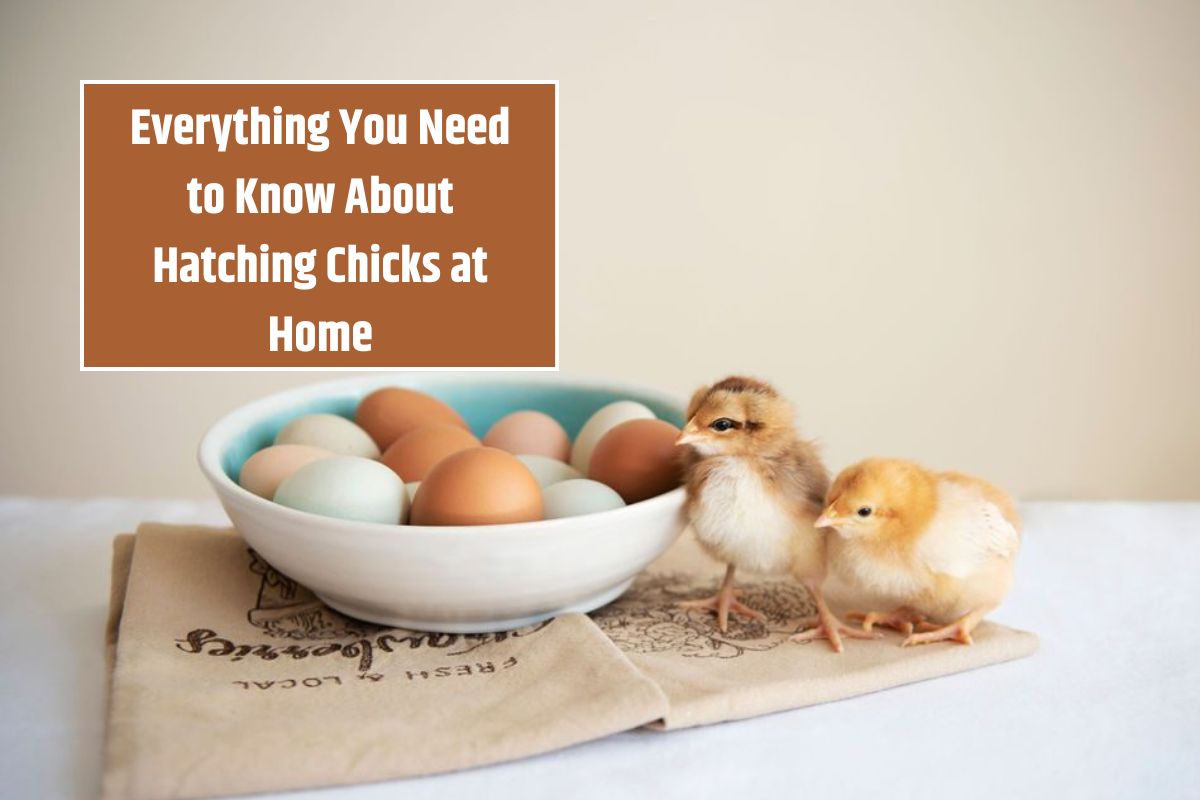 Everything You Need to Know About Hatching Chicks at Home