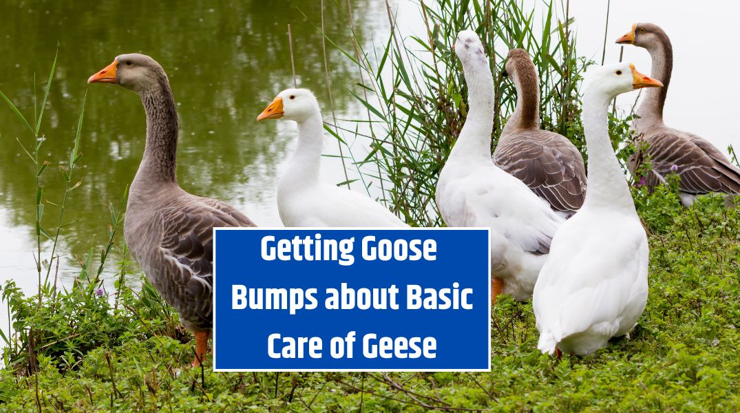 Getting Goose Bumps about Basic Care of Geese