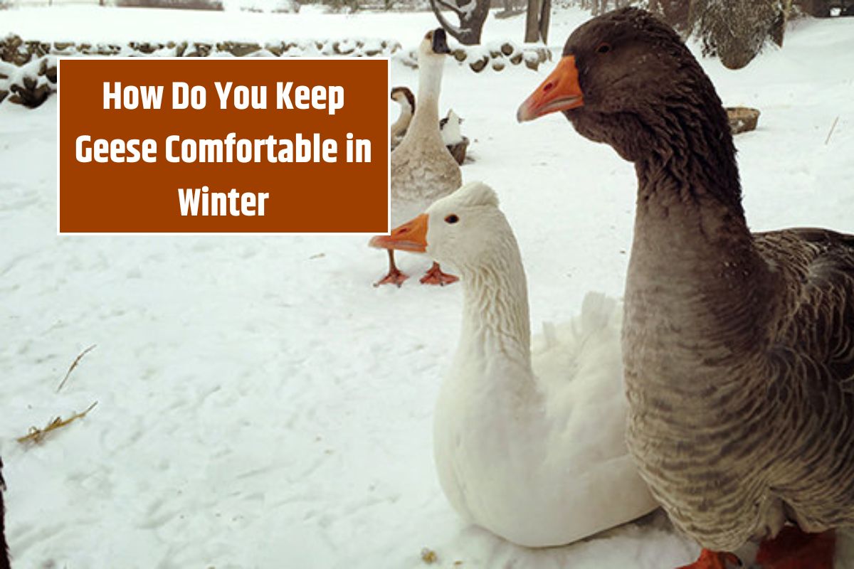 How Do You Keep Geese Comfortable in Winter
