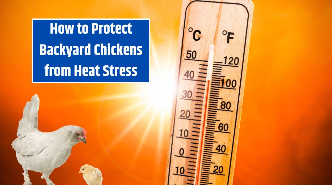 How to Protect Backyard Chickens from Heat Stress