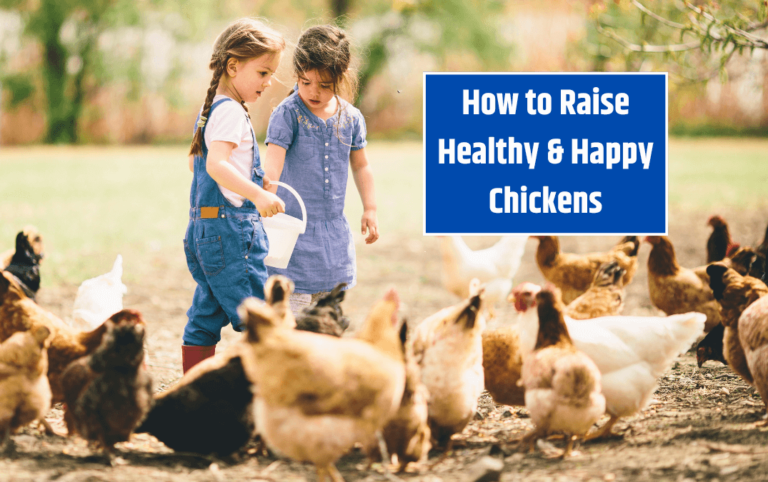 How to Raise Healthy & Happy Chickens at Small Scale - A Beginner’s Guide