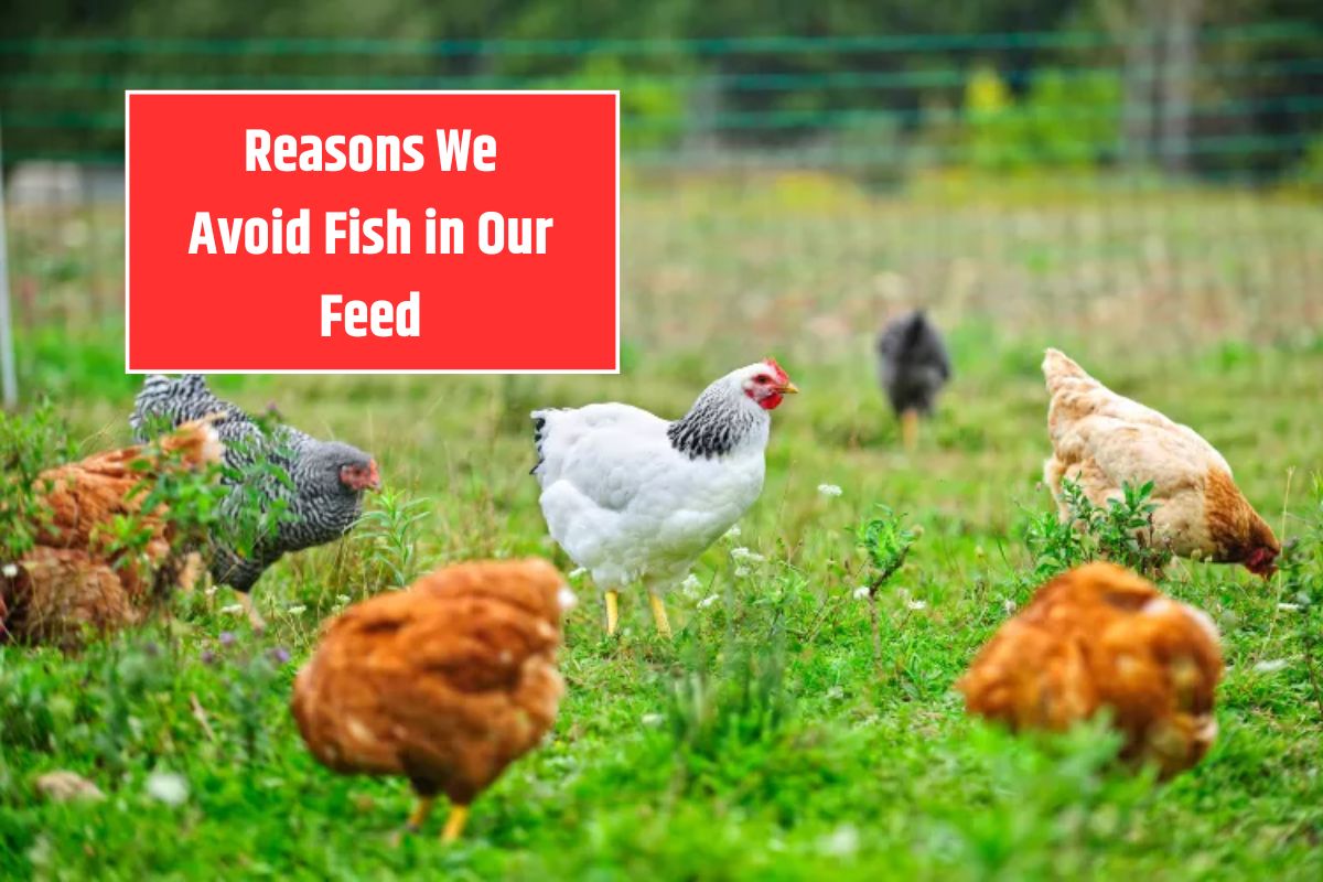Reasons We Avoid Fish in Our Feed