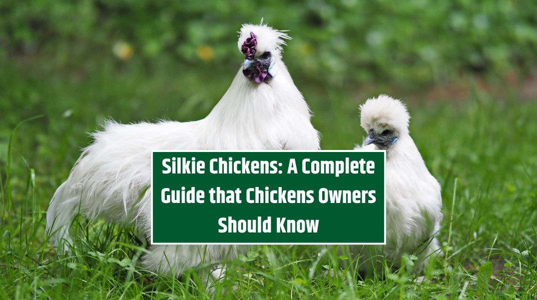 Silkie Chickens A Complete Guide that Chickens Owners Should Know