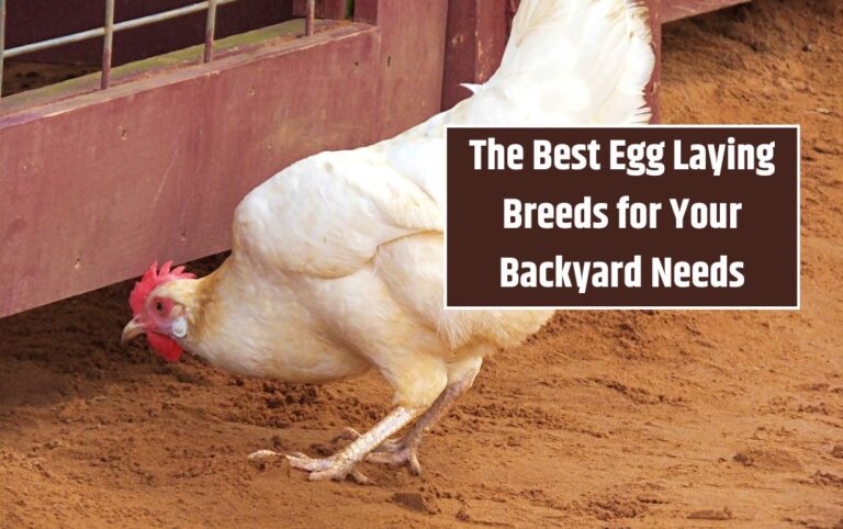 The Best Egg Laying Breeds for Your Backyard Needs