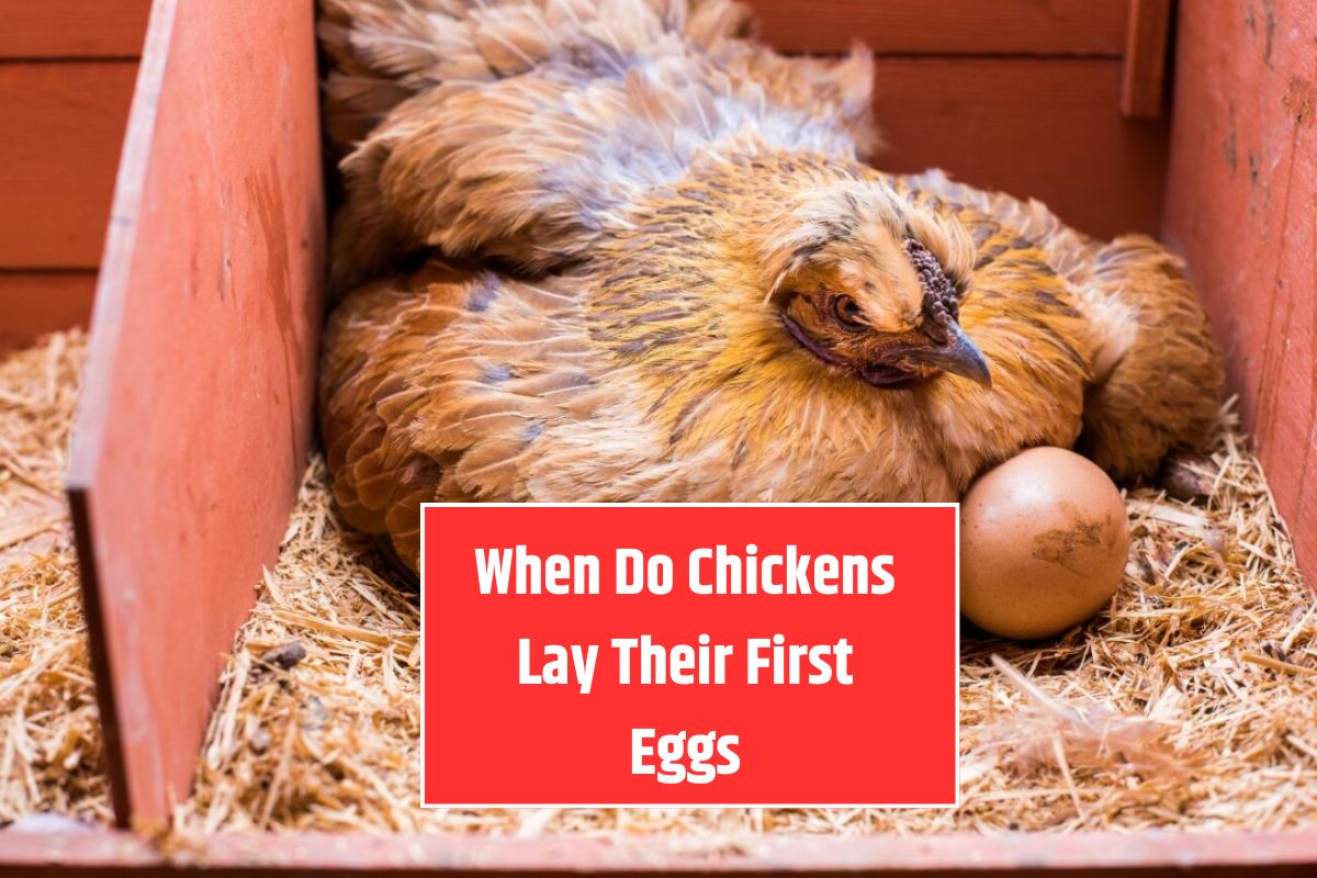 When Do Chickens Lay Their First Eggs