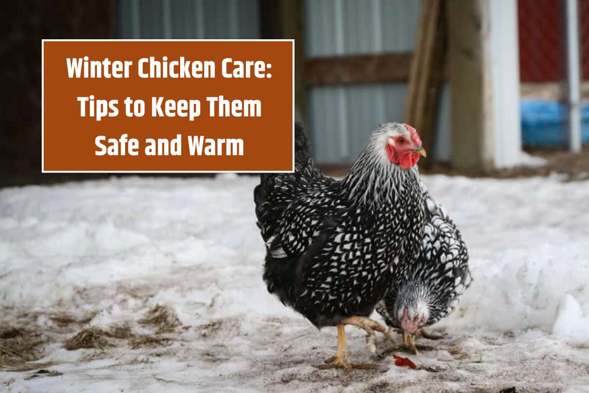 Winter Chicken Care Tips to Keep Them Safe and Warm