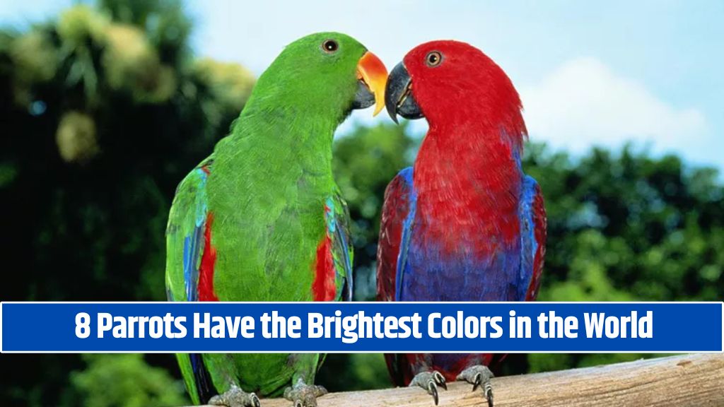 8 Parrots Have the Brightest Colors in the World
