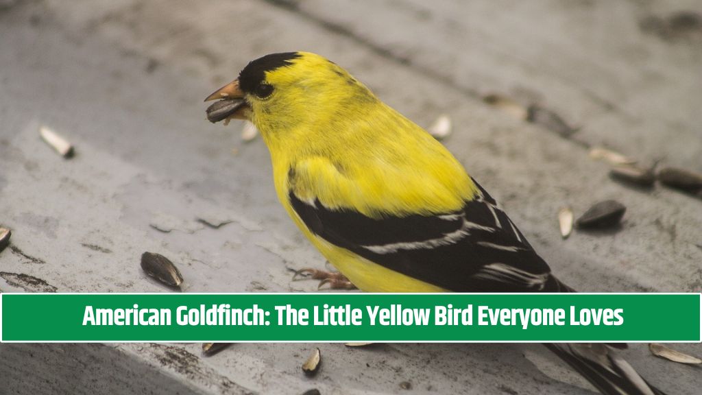 American Goldfinch The Little Yellow Bird Everyone Loves