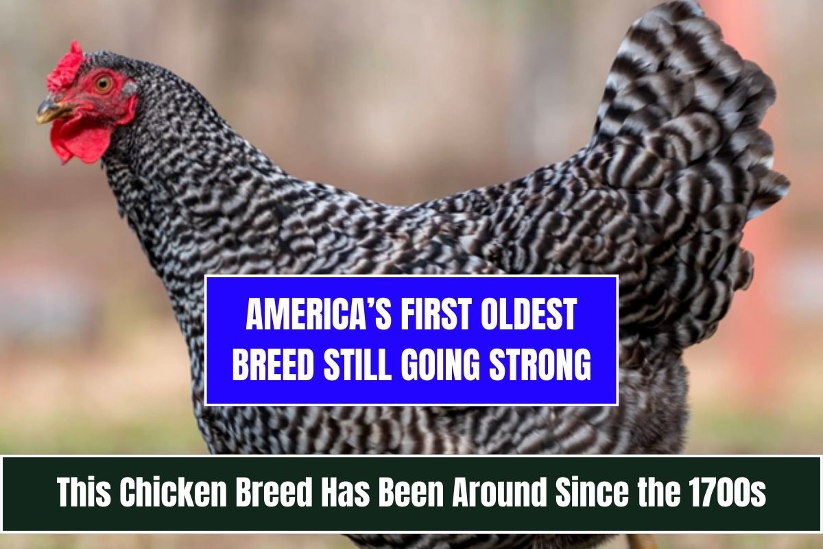 America’s FIRST Oldest Breed Still Going Strong - This Chicken Breed Has Been Around Since the 1700s
