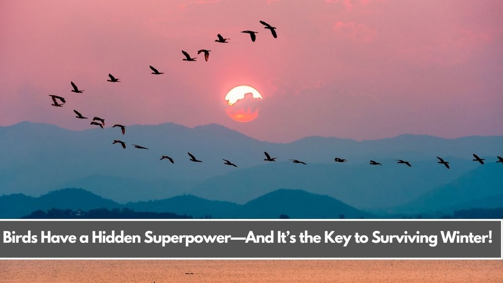 Birds Have a Hidden Superpower—And It’s the Key to Surviving Winter!