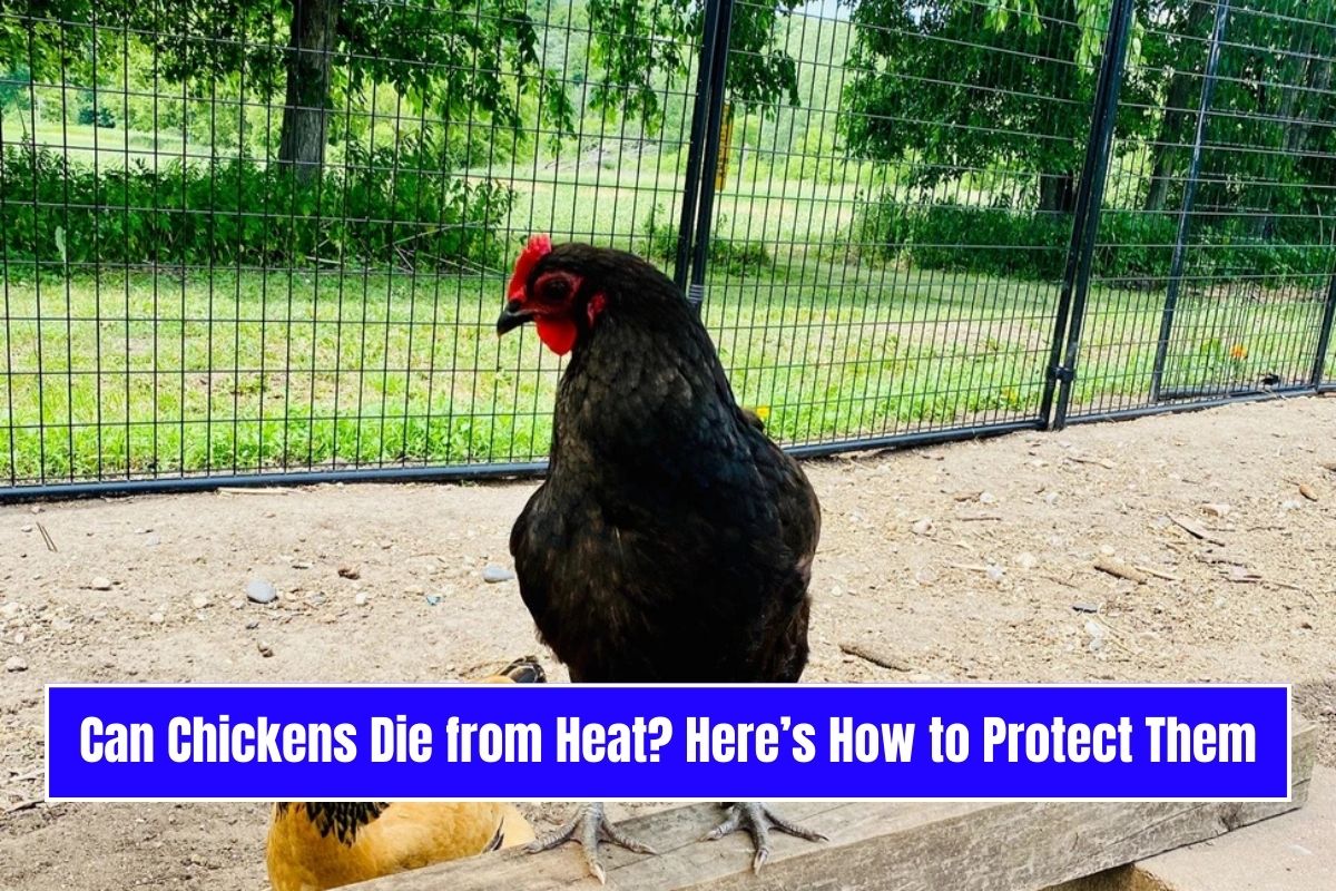 Can Chickens Die from Heat? Here’s How to Protect Them