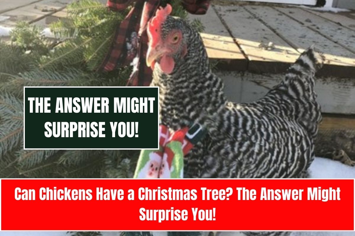 Can Chickens Have a Christmas Tree? The Answer Might Surprise You!