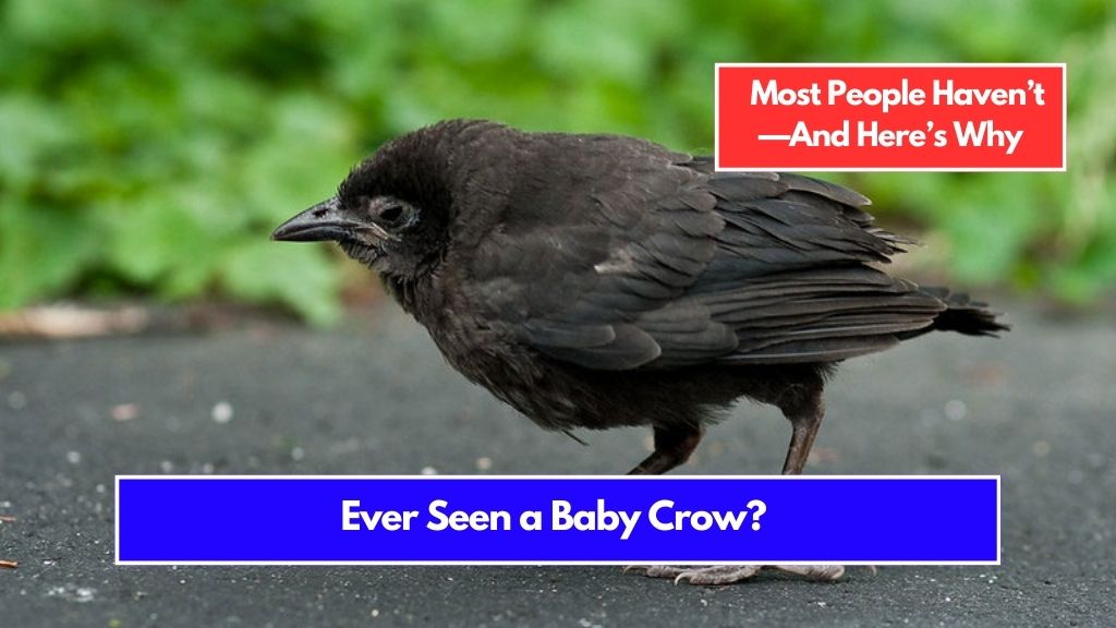 Ever Seen a Baby Crow? Most People Haven’t—And Here’s Why