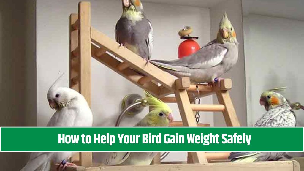 How to Help Your Bird Gain Weight Safely