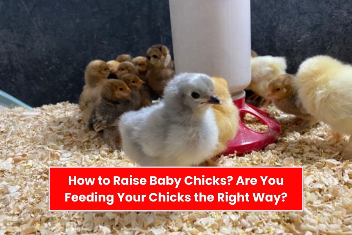How to Raise Baby Chicks? Are You Feeding Your Chicks the Right Way?