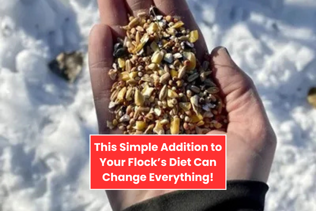 This Simple Addition to Your Flock’s Diet Can Change Everything!