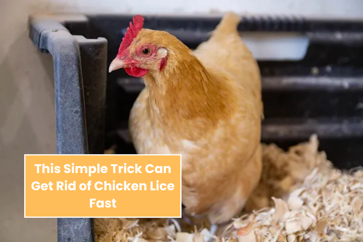 This Simple Trick Can Get Rid of Chicken Lice Fast