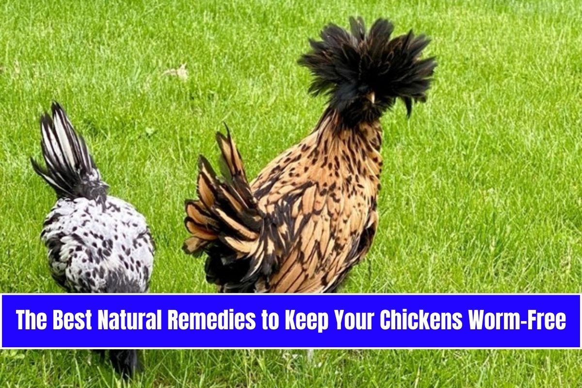 The Best Natural Remedies to Keep Your Chickens Worm-Free