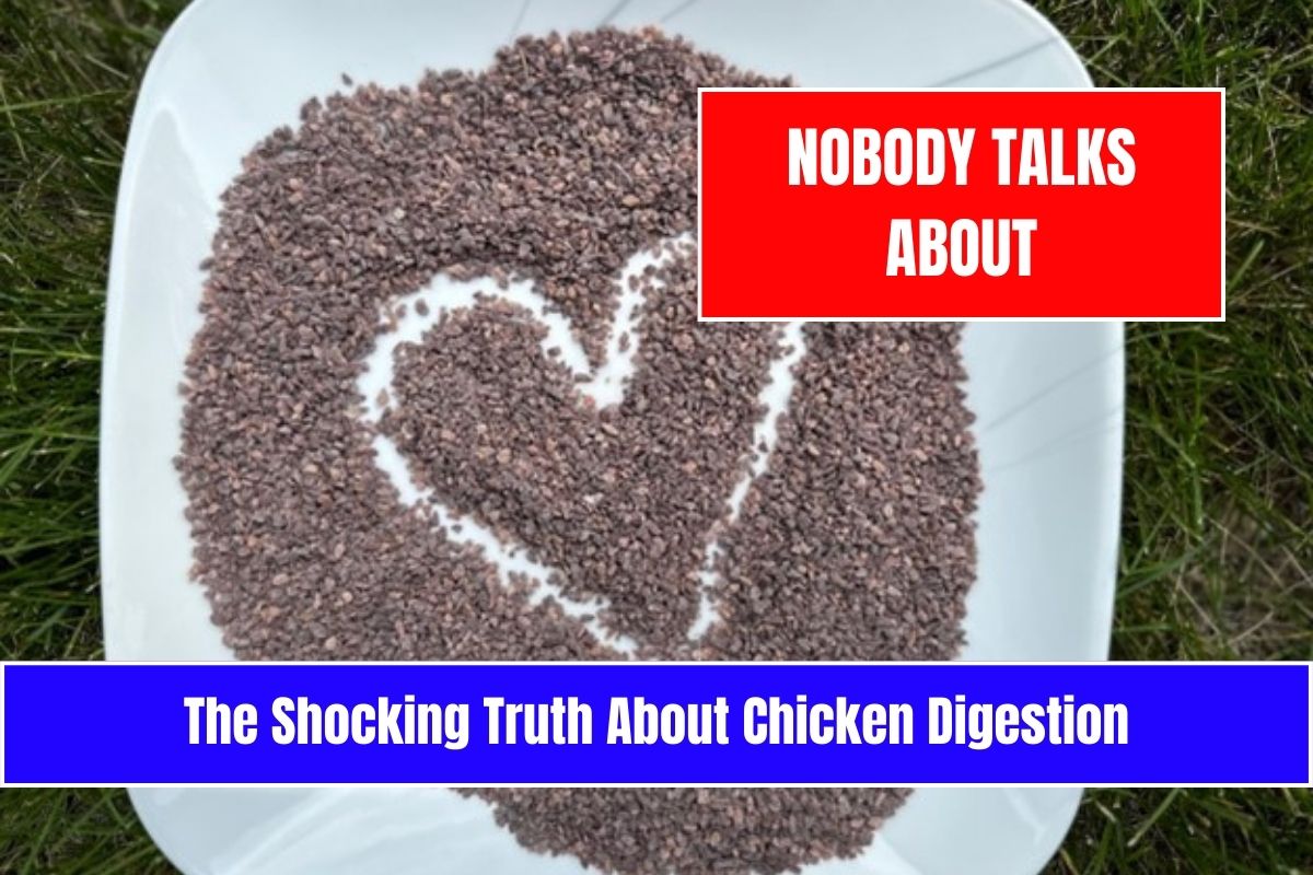 The Shocking Truth About Chicken Digestion - Nobody Talks About