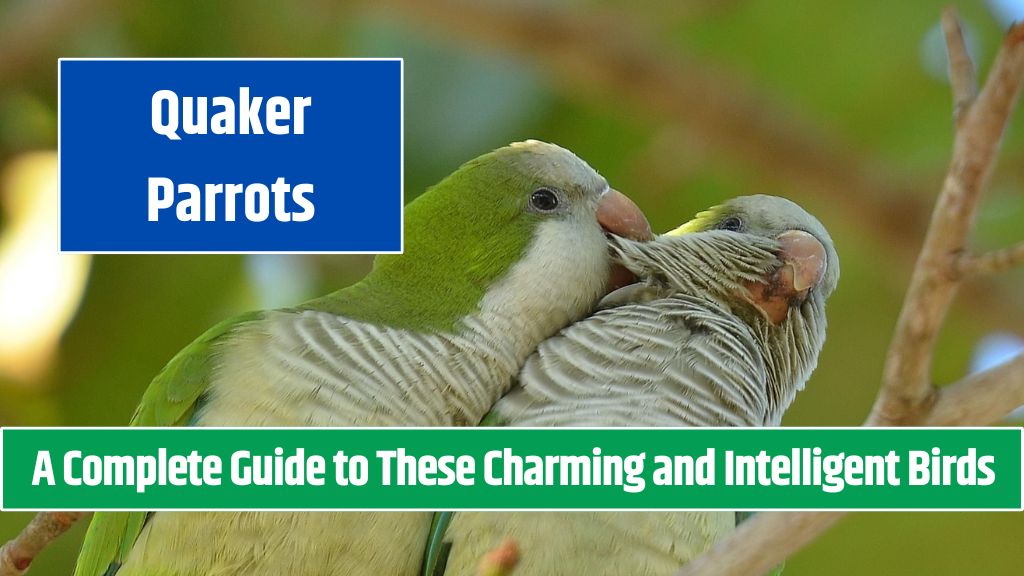 Quaker Parrots A Complete Guide to These Charming and Intelligent Birds
