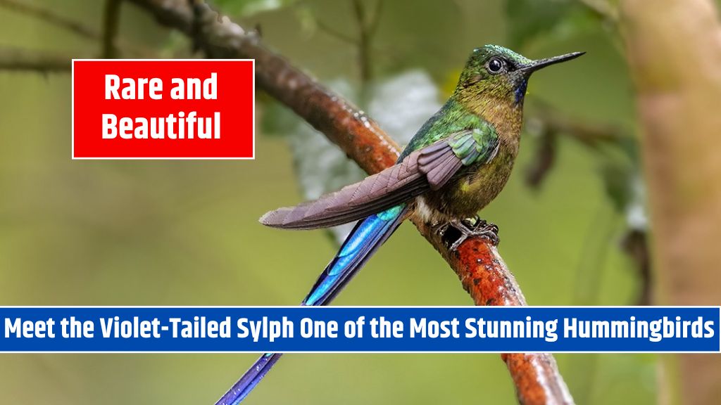 Rare and Beautiful - Meet the Violet-Tailed Sylph One of the Most Stunning Hummingbirds