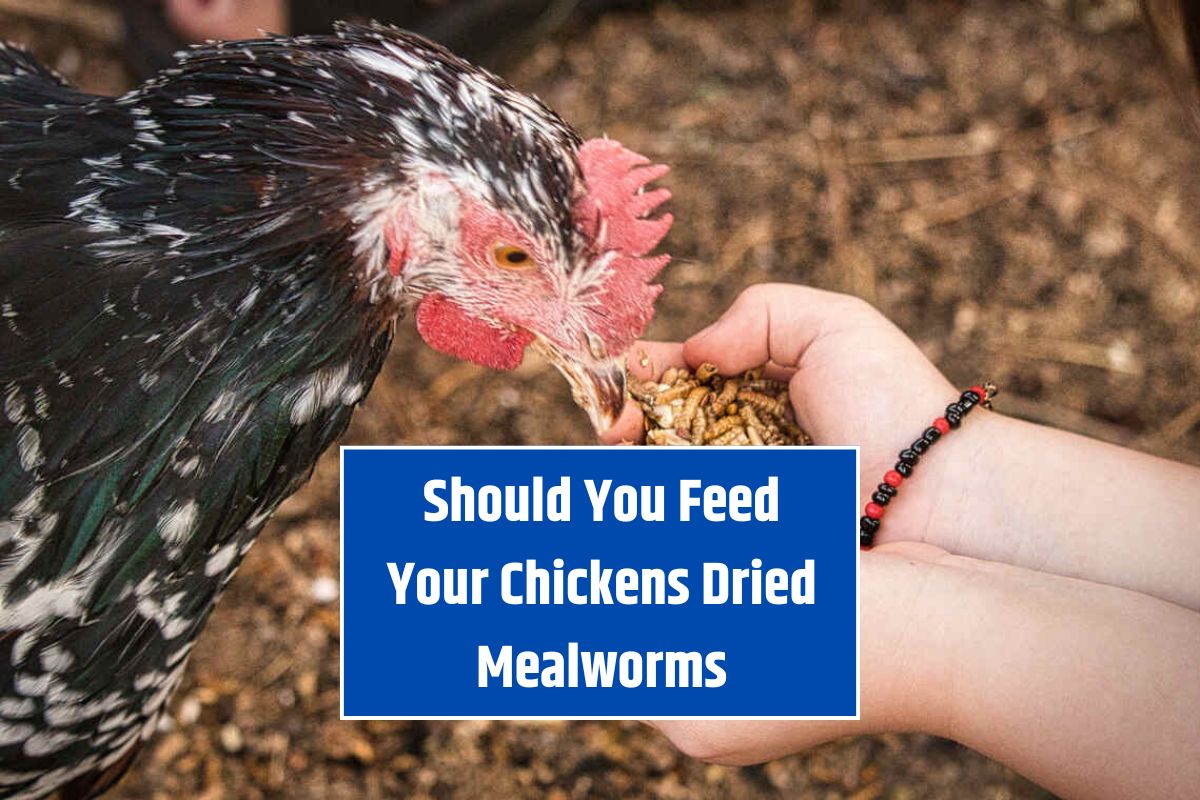 Should You Feed Your Chickens Dried Mealworms