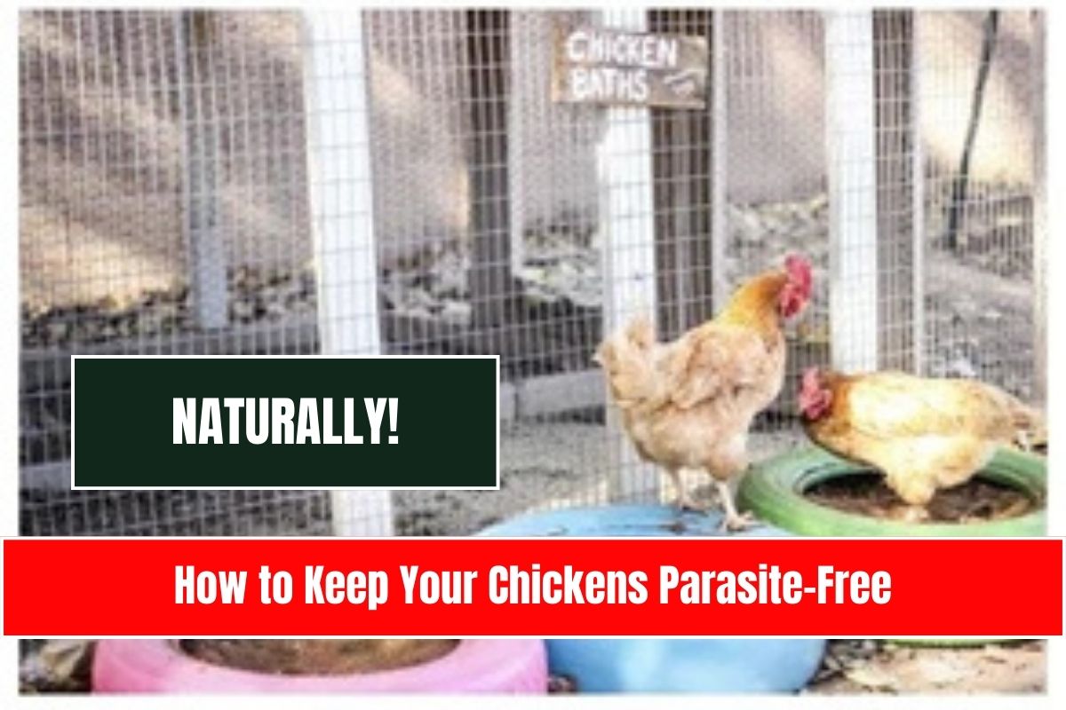 How to Keep Your Chickens Parasite-Free—Naturally!