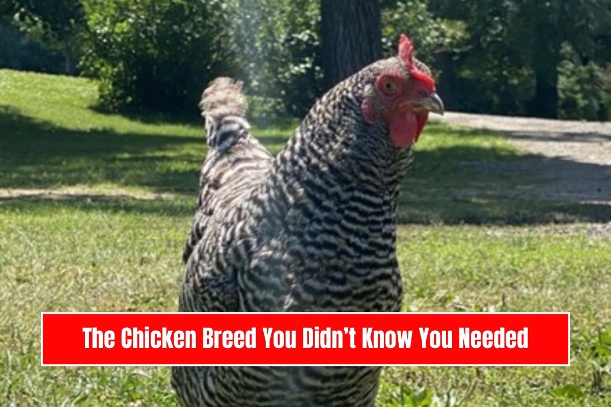 The Chicken Breed You Didn’t Know You Needed