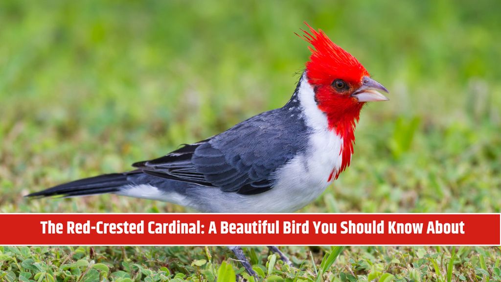The Red-Crested Cardinal A Beautiful Bird You Should Know About