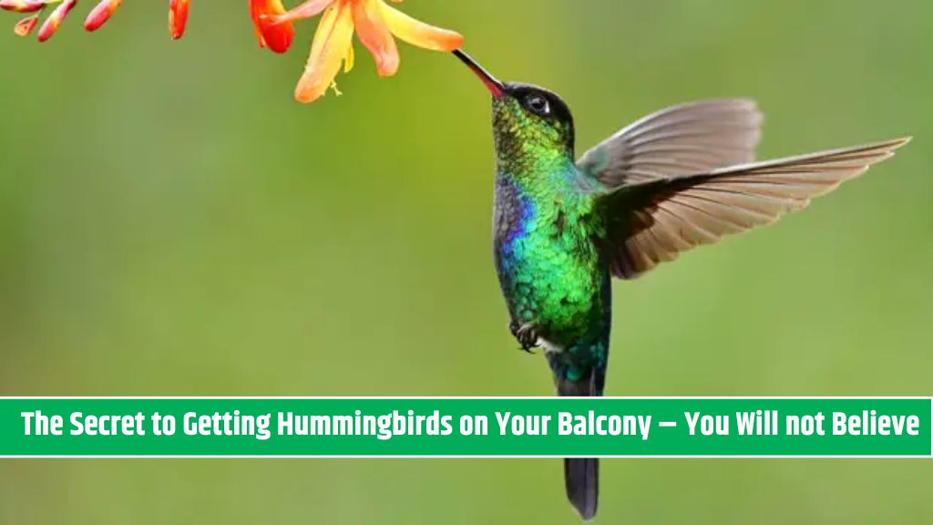 The Secret to Getting Hummingbirds on Your Balcony – You Will not Believe