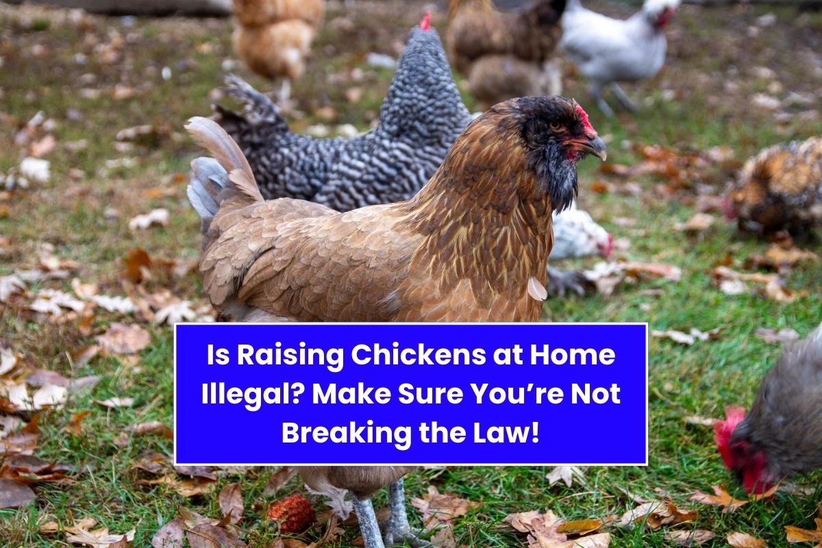 Is Raising Chickens at Home Illegal? Make Sure You’re Not Breaking the Law!