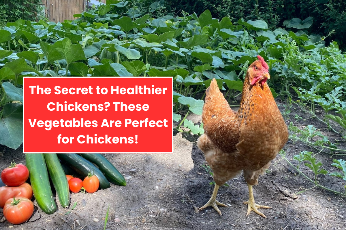 The Secret to Healthier Chickens? These Vegetables Are Perfect for Chickens!
