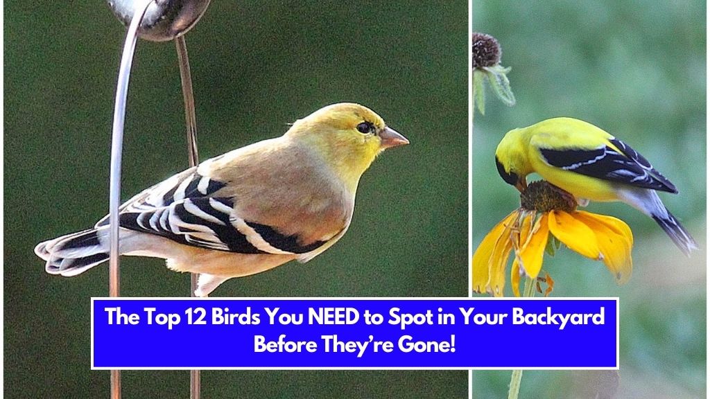 The Top 12 Birds You NEED to Spot in Your Backyard Before They’re Gone!
