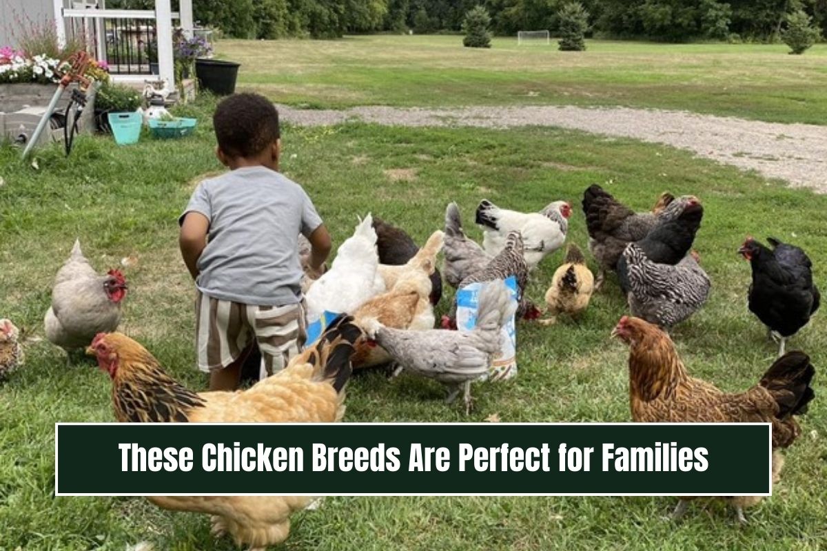 These Chicken Breeds Are Perfect for Families