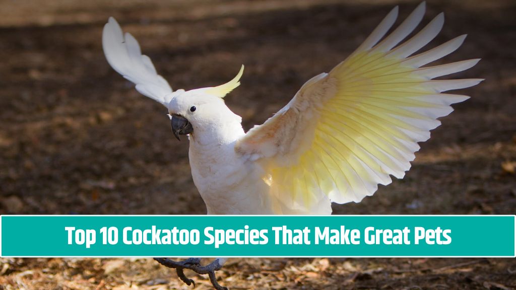 Top 10 Cockatoo Species That Make Great Pets