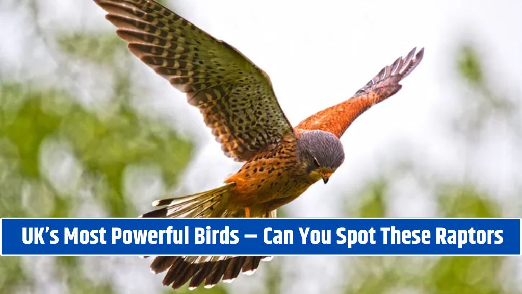 UK’s Most Powerful Birds – Can You Spot These Raptors