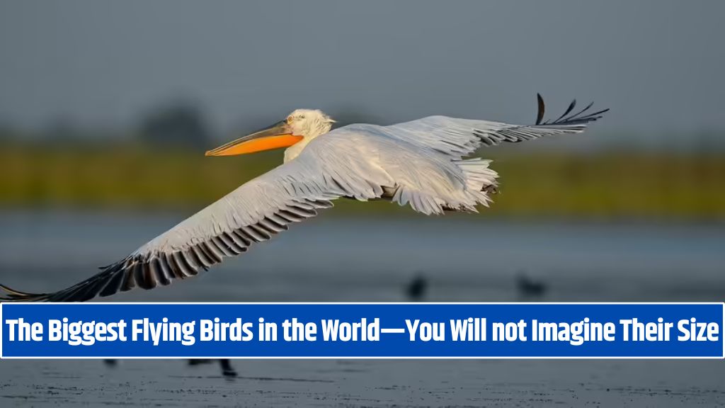 The Biggest Flying Birds in the World—You Will not Imagine Their Size