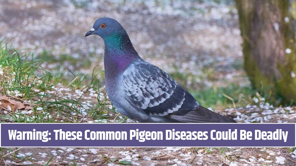 Warning These Common Pigeon Diseases Could Be Deadly
