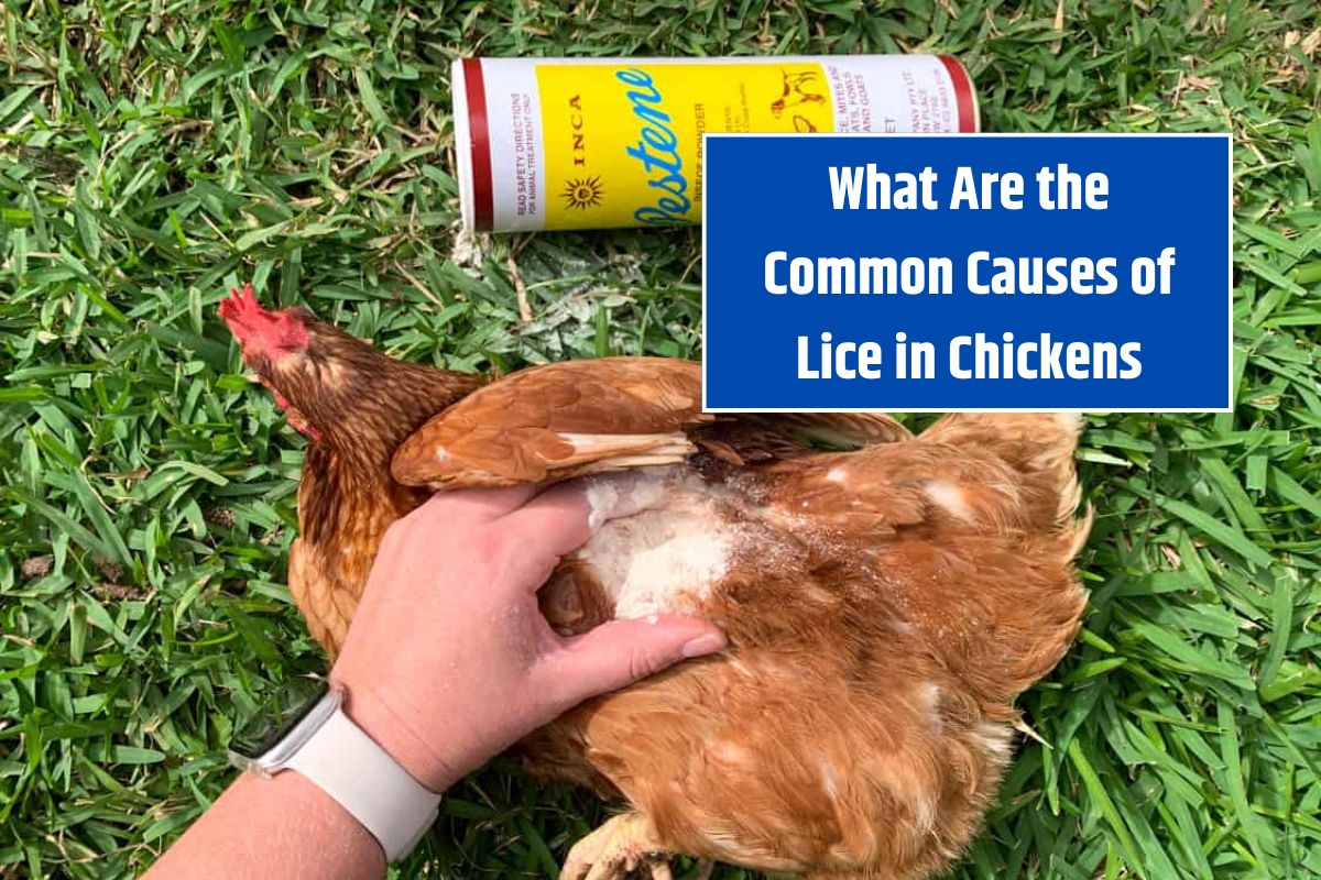 What Are the Common Causes of Lice in Chickens