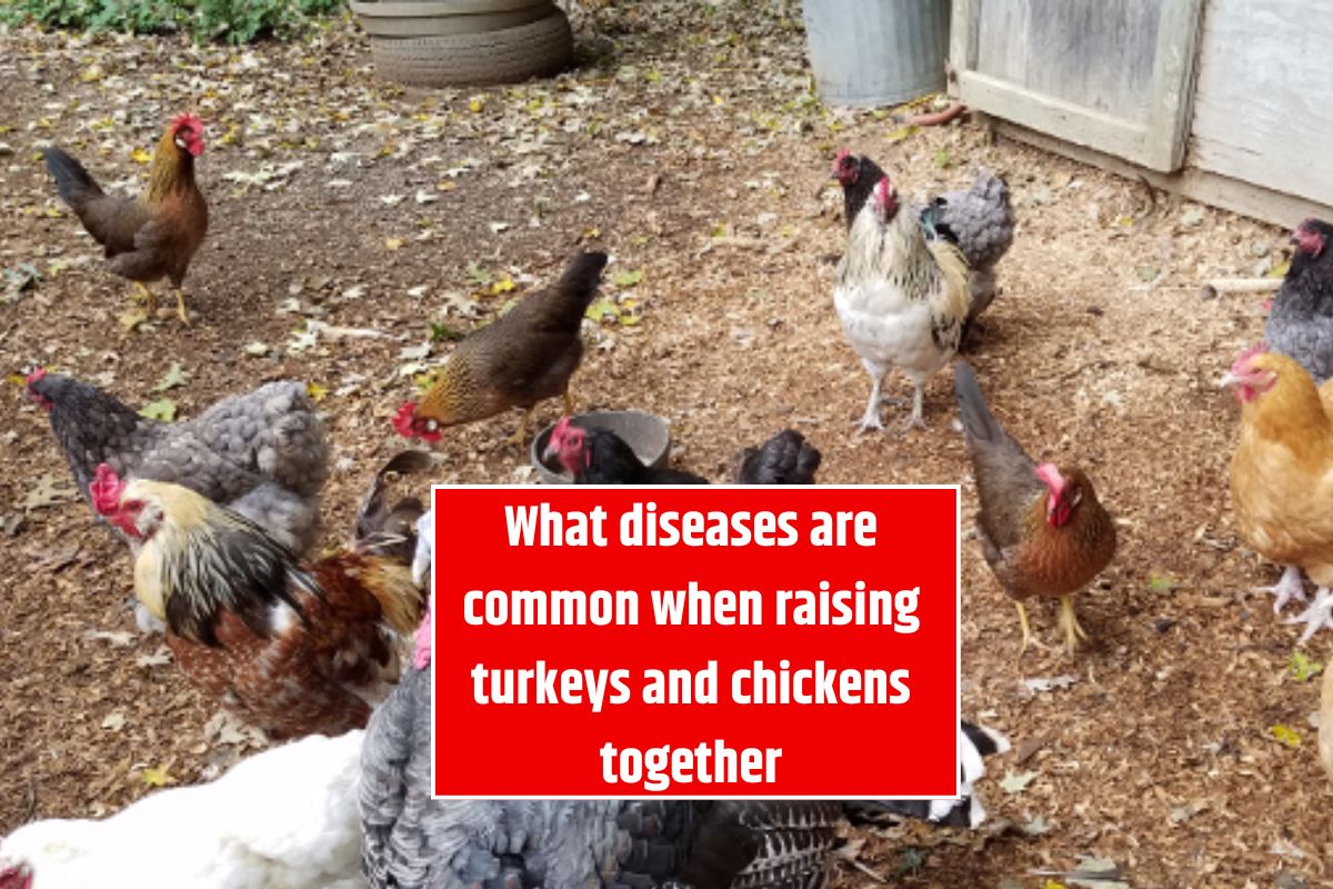 What diseases are common when raising turkeys and chickens together