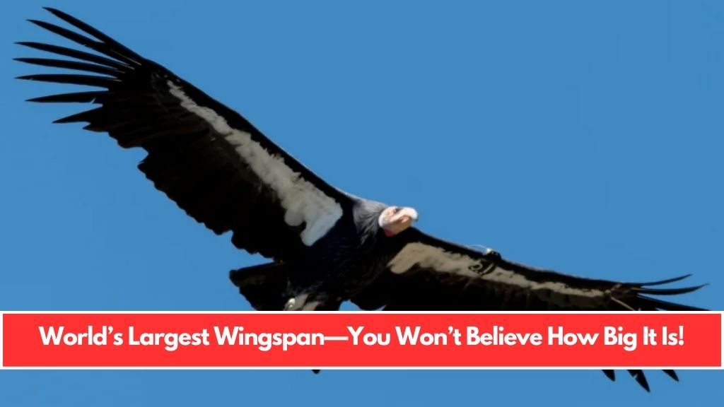 World’s Largest Wingspan—You Won’t Believe How Big It Is!