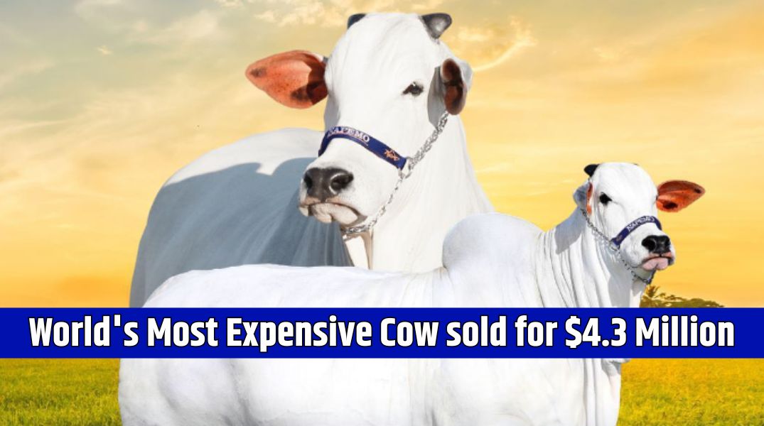 World's Most Expensive Cow sold for $4.3 Million Know Everything about Viatina-19 Cow Breed